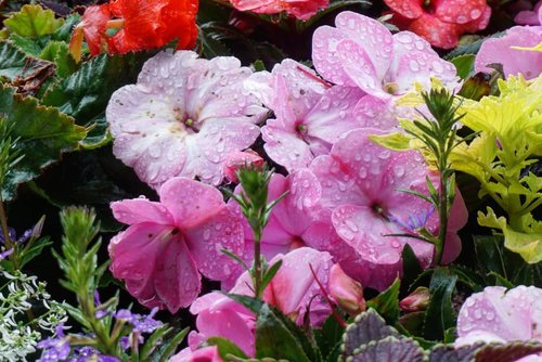 Fresh drips of rain ... Episode kangen ujan.

Rain is trully a blessing from above. 
#flowers #odoripark #garden #sapporo #flowergarden #hokkaido #travel #trip #clozetteID #pinkflower #summerflower #summerholiday #summer #summervacation