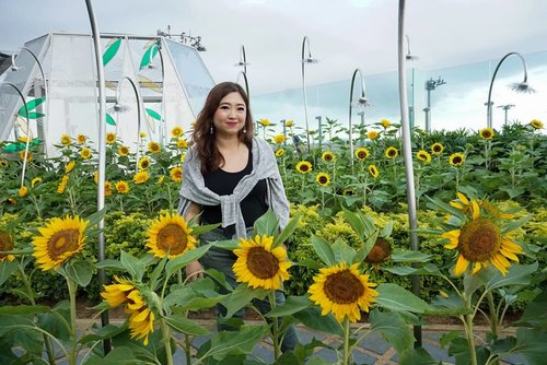 Blooming sunflowers.I want to be like a sunflower; so that even on the darkest days I will stand tall and find the sunlight.____________#beauty #carnellinstyle #love #dressoftheday #motd #lotd #ootd #photooftheday #photography #lookoftheday #outfit #outfioftheday #outfitinspo #lookbook #style #styleoftheday #ClozetteID#floraldress  #clozetteIDPOTW #travelwithCarnellin #singapore #changiairport #sunflowers