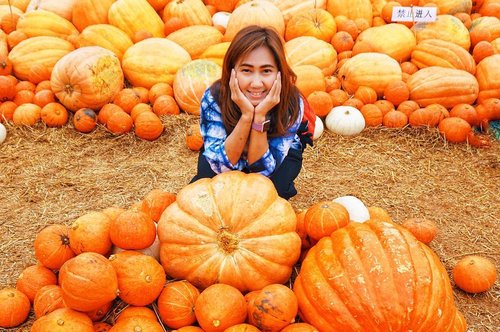 Sumpah ini tadinya semua kereta kencana, tapi mendadak berubah jadi labu. Ibu peri salah mantra kayaknya. Sebagai incess, sedi akutuuuuuu...
*kemudian ditoyorin se-timeline* 😂😂😂😂😂
.
Anyway, kalo liat labu-labu kayak gini apa yang ada di benak kalian? Cinderella, Halloween atau malah pengen bikin sup labu? 😁
.
.
.
.
.
#pumpkin #fruit #orange #plantbased #farm #cinderella #magic #thailand #jimthompsonfarm #travel #instatravel #travelgram #blogger #travelblogger #sonyalpha #vsco #snapseed #instadaily #instagood #instamood #clozetteid #like4like