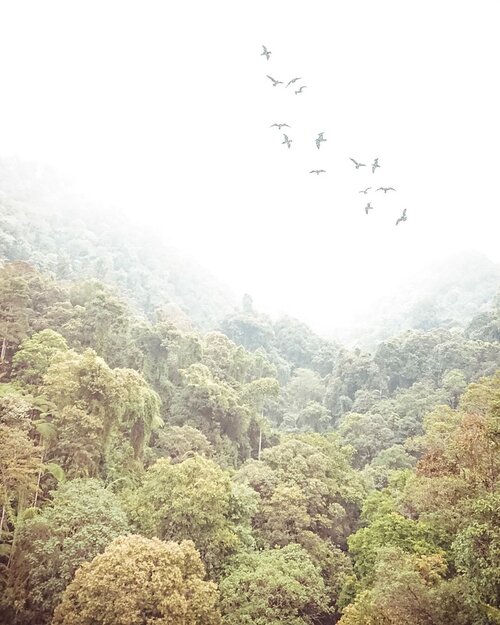 You can walk in a dream while you are awake: Just walk in the misty morning of a forest.
.
.
.
.
.
#nature #forest #scenery #autumn #trail #sukabumi #situgunung #weekendgetaway #travel #clozetteid