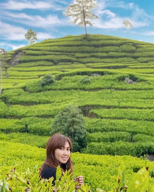 It's weird when you think that you are weird and it's weird when you don't know that you are weird..But because being normal isn’t working anyway. So?......#weird #thoughts #witty #normal #travel #travelgram #instatravel #nature #teagarden #plantation #tealeaf #ciwidey #bandung #blogger #travelblogger #shotoniphone #vsco #ootd #clozetteid