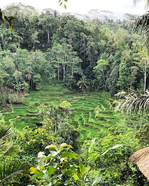the beauty of Ubud Bali.... ❤️❤️❤️ #travel #traveller #travelling #igtraveller #travelphotography #travelblogger #ubud #bali #tourism #clozetteid #indonesia