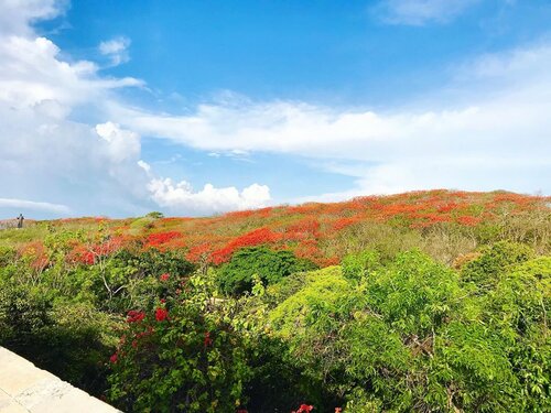 Throwback to our honeymoon in Bali, this is the beauty of flamboyan trees in front of Uluwatu Temple. I love the color coordinate, blue sky, white clouds, green and orange flamboyant trees #uluwatu #uluwatutemple #flamboyanttree #bali #baliindonesia #balilife #balitrip #travel #travelling #visitindonesia #traveller #clozetteid #instagram