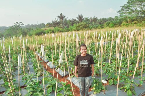 Selamat Hari Tani Nasional! Throwback ke jaman penelitian, dimana ngerasain susahnya ngerawat tanaman selahan. 🤣 It's no joke what the farmers do every single day. Mulai dari nanem, nyiram, mupuk, sampai panen. This job is so underrated in Indonesia, padahal pekerjaan yang paling jujur itu ya jadi petani. Mau bohong dengan bilang nyiram tanaman padahal nggak? Ya ga tumbuh bagus kali tanamannya~ .Dulu waktu masih jaman kuliah gini, pengennya ya jadi dosen. Atau kerja sebagai agriculture consultant. Pokoknya I get to travel and make things better for farmers all across Indonesia. Nyatanya? Belum kesampaian sih 🤣 dream job keliling Indonesia sambil membantu petani malah diambil suami 😆 semetara saya ya masih berkreasi di dunia content creating dan sosial media untuk sementara. .Semoga kelak pekerjaan ini ga dipandang sebelah mata ya. Kalau bukan untuk petani, kita makan apa? We need farmers 3 times a day, everyday. Semoga kedepannya, kebijakan pemerintah dan perdagangan juga berpihak ke para petani Indonesia ❤️ .Anyway, ada yang tau ini tanaman apa yang ditanam di lahan penelitian ini? 😆😆 Yang menang dikasih hadiah deh. #giveawaydadakan .-------.#throwback #tbt #throwbacktuesday #haritani #haritaninasional #selamatharitani #pertanian #pertanianindonesia #lapang #agriculture #horticulture #agronomi #aghipb #ipb #hortikultura #clozetteid #clozettedaily #masihmahasiswa #lifestyleblogger #bloggerperempuan #tanaman #tumbuhan