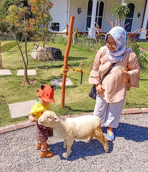 Kalau liat foto liburan ini, bawaannya gemesh! 😍😍 Liat aja muka bahagia saya melihat Rio yang super lucu dengan topinya memberi makan anak domba yang ga kalah lucu! This picture is just oozing happiness and cuteness! 😘😘 .Bagi yang penasaran ini dimana, ini di kawasan Australiana yang terletak di Taman Safari Prigen. Area ini cukup baru karena baru dibuka tahun 2018 kemarin. Ada banyak satwa asli Australia seperti Wallaby, Wombat, Grey Kangaroo, dan juga hewan peternakan lucu seperti domba ini. .Konsepnya cukup menarik dimana kita berjalan di dalam kawasan khusus dan hewannya dilepas bebas! Tenang ada zookeepernya kok, jadi kita bisa memberi makan langsung. Rio aja sampai ketagihan ngasih makan domba lucu ini. Lah saya malah pengen bawa dombanya pulang. IYA SELUCU ITU! 😍😍 .Oiya, ini juga dalam rangka liburan lebaran kemarin (dimana banyak yang protes kok saya ga pulang pulang HAHA 😆). Untung banget dapet tiket kereta dari @tiketcom plus diskon dan makan gratis hihihi. Gampang juga pesan tiketnya, tanpa drama-drama yang membuat puyeng. Alhamdulillah banget bisa mudik ke rumah mertua plus eksplorasi destinasi wisata di Jawa Timur. .Semoga Tiket.com terus menghadirkan banyak alternatif hemat, nyaman dan praktis untuk berpergian sekeluarga ya! ❤️ Hmm, kira-kira kemana ya liburan berikutnya yang masih bawanbalita? Any ideas? .-------.#UltimEight #BulanAntiGalau #SemuaAdaTiketnya #safari #tamansafaripringen #tamansafariindonesia2 #tsi #clozetteid #clozettedaily #mudik2019 #satrio28mo #hotd #ootd #hijab #holidayootd #momblogger #travelingwithtoddler #lifestyleblogger #hijabtraveler #visiteastjava #visitpringen #visitindonesia #oppof11