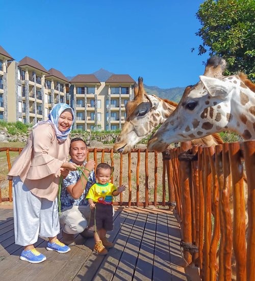 Feed the girrafes, checked! ❤❤ Can't wait for more memorable moments together as a family. .Anything else we should do or we should visit? 😆 .-------.#baobabsafariprigen #baobabsafariresort #baobabsafariresorthotel #giraffe #safari #pringen #tamansafaripringen #tamansafariindonesia2 #tsi #clozetteid #clozettedaily #thepradanasfamily #feedingtime #monday #holiday #mudik2019 #satriorpradana #satrio28mo #hotd #ootd #holidayootd #momblogger #travelingwithtoddler #lifestyleblogger #hijabtraveler #visiteastjava #visitpringen #visitindonesia