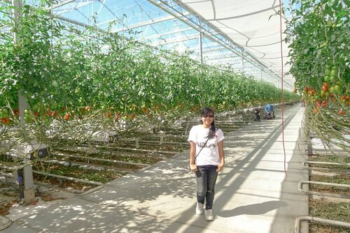 Pas organizing folder foto-foto di laptop (biar rapih dan gampang kalau mau cari foto 😌😌), eh nemu ini. #throwback tahun 2012 pas jaman masih mahasiswa dan dapet kesempatan keliling Belgia buat liat bisnis pertanian disana. .Ini adalah greenhouse bisnis keluarga di Belgia. Jangan ditanya luasnya, luas banget 😂😂 Pakai teknologi hidroponik dan irigasinya udah canggih. Cuman perlu tenaga manusia untuk panen dan pruning aja. Sortir tomat di tahap pascapanen aja udah pakai mesin. .Swipe swipe buat liat kondisi pohon dan tomat ya. Dahannya diputer begitu biar panjang dan banyak cabang produktif. More productive branches mean more flower thus more tomatoes! Ada bee box juga di dalam greenhouse untuk membantu pollination. Dan tomatnya bagus baguuuuus! 😍😍 .Pengen sih punya yang kaya gini sendiri di Indonesia. Tapi memang teknologi dari luar perlu disesuaikan dengan kondisi di sini. Termasuk desain greenhouse, karena ga mungkin sama. Greenhouse di Indonesia itu kaya sauna panasnya 😂😂 jadi cooling systemnya harus bagus, kalau nggak bisa stress tanaman. .Sama hal lain yang kalah penting adalah liat dulu ada ga pasar untuk menampung produk. Kalau ga ada, nanti yang ada malah susah susah nanem eh jualnya juga susah 😌😌 capek doang yang ada. .--------.#wocoiaas2012 #eurotrip #eurotrip2012 #belgium #tomatoes #greenhouse #agriculture #clozetteid #clozettedaily #ootd #fieldtrip #visiteurope #agriculturebusiness #hidroponic