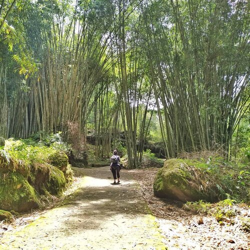 Sudah mau pulang .. 😣

Semoga bisa jumpa lagi ya Hutan Bambu To'kumila Sesean Suloara .. 😍
#clozetteid #torajamelotravel #lifestyle #travel #wanderlust #staywander #bambooforest #exploretoraja #visittoraja @torajamelo @visittoraja @seni_toraja #rentacXToraja #clozetteco #soulfultravel #travelgram