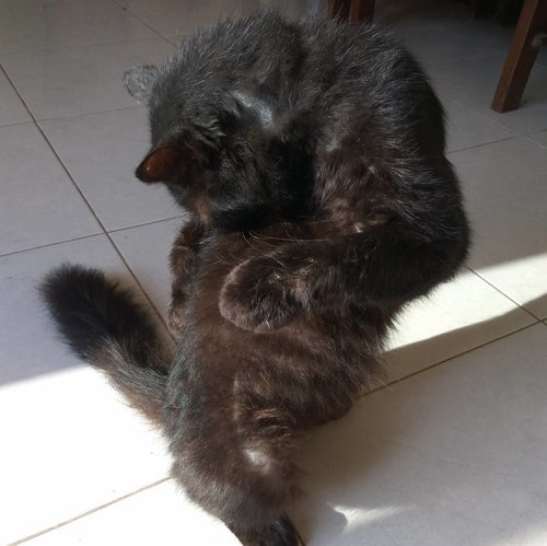 Good Morning from the black cat.. he's doing yoga 😂
.
.
.
#clozetteid #ferrol #blackcat #goodmorning