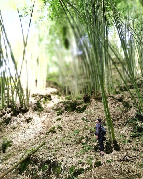 Selamat pagi! 🙋

Kesempatan keduaku ke Toraja. Di lereng Sesean Suloara ku berlabuh .. Bersyukur kali ini datang tidak hanya untuk observasi, tapi berkolaborasi .. Challenge kali ini : memanfaatkan keindahan hutan bambu ini menjadi panggung mini fashion show bersama masyarakat 😍 di soft opening Sesean Suloara Bamboo Forest

Dan Sop gak sendiri. Karena ada 10 orang dari ASEAN voulenteers #EmpoweringYouths yang melebur di sini bareng @torajamelo 
Dan next week! 
Gak sabar untuk menyentuh dapur batik asli Indonesia yang dibuat dari pen bambu dan dedaunan pewarna alam.. 1 1 dulu ya Sopiaaah ..
#clozetteid #lifestyle #liveindesigner #ExploreToraja #Batutumonga #GunungSesean #Suloara #SofiaDewiTravelDiary #traveling #travel #wanderlust #maybank #ASEANfoundation