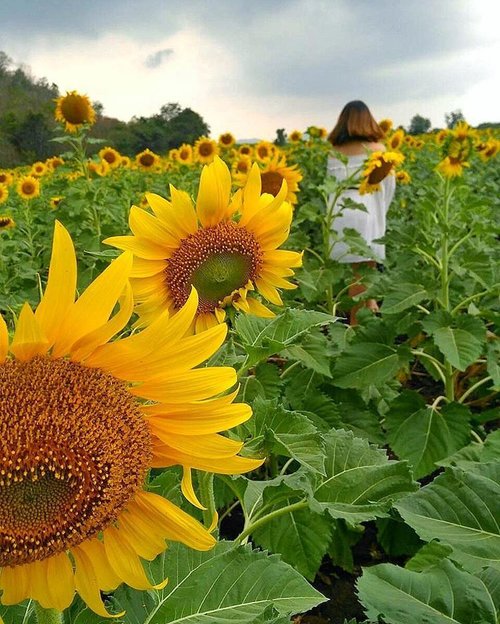ひまわりの約束 🌻 📷 by @warwirworwer

#ClozetteID #SunflowerField #ThailandTrip #Lopburi