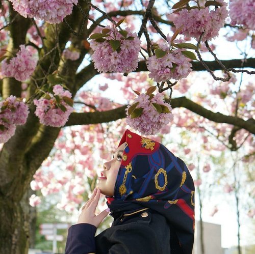 It was a fortune to be able to save the cherry blossom moment, because it didn't last long, one week after the pictures were taken, they all have turned green..#Tilburg #Netherlands #cherryblossom #sakura #indonesianfemalebloggers #clozetteid #spring