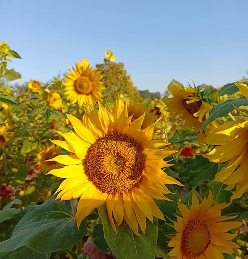 I remember feeling so excited and elated when we found sunflower gardens in South Korea - i didn't realize we have one so much closer to us! They might not be as gigantic as the ones we saw in Korea, but every bit as beautiful!

This trip made me realize there are so many beautiful places to explore in my own country and i am excited to start doing so!

#bungamatahari
#tamanbungamatahari #sunflower
#sunflowergarden #sunflowers
#clozetteid #sbybeautyblogger #beautynesiamember #bloggerceria #influencer #jalanjalan #wanderlust #blogger #indonesianblogger #surabayablogger #travelblogger  #indonesianbeautyblogger #indonesiantravelblogger  #surabayainfluencer #travel #trip #pinkjalanjalan #lifestyle #bloggerperempuan #jogja #pinkinjogja #yogyakarta #exploreindonesia #nature #instaview