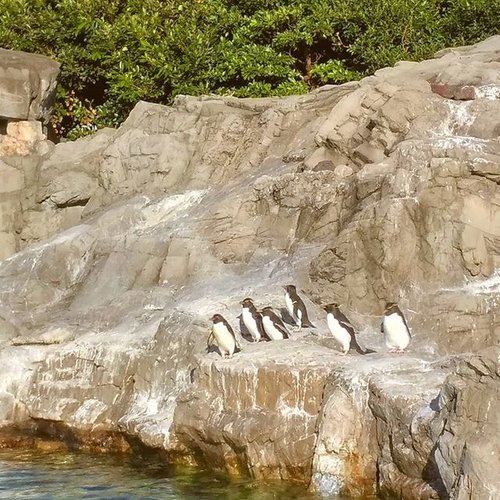 Squad goal 😂🐧
#penguin #tokyosealifepark #clozetteid #tokyo