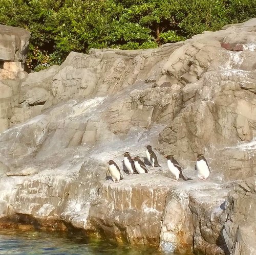 Squad goal 😂🐧
#penguin #tokyosealifepark #clozetteid #tokyo #pinguin #japan