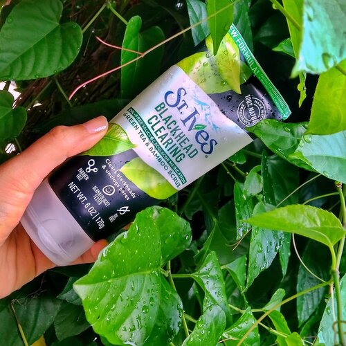 ST.  IVES BLACKHEAD CLEARING
@stivesindonesia 

Physical peeling dengan butiran scrub yang lembut. Scrubnya cukup kecil dan sedikit agak "tajam" untuk kulitku. Makanya,  saat aku menggosok itu kaya gak niat gosok. Gosokannya ngambang. 

Scrub di produk ini ada kandungan greentea dan bamboo scrub nya.  Lebih fokus untuk acne medication. Kulitku sebenernya gak berjerawat, tapi ya kalau hormonal pasti ada minimal 1 yang nangkring di wajah. 

Aku pakai scrub ini setelah pakai cleansing oil dan micellar water. Jadi sebelum cuci muka. Pakainya ketika muka berasa tebel karena kotoran tapi kemarin baru pakai toner exfo. 

Hasilnya? 
Berasa lebih bersih dan lembut karena telapak tangan dan kulit wajah kena butiran scrubnya. Tidak membuat kulit kering setelah dibilas dan tidak membuat iritasi karena aku pakainya tidak terlalu menekan ke kulit. 

Ini bisa jadi pilihan buat para ibu hamil yang punya masalah kulit berjerawat dan mau eksfoliasi kulit tapi gak berani pakai chemical exfo. 

#scrub #peeling #physicalexfoliation 
#stives #stivesscrub #stivesgreentea 

#beautyreview #clozetteID #Beautiesquad #beautyblogger #bloggerponorogo #bloggerindonesia