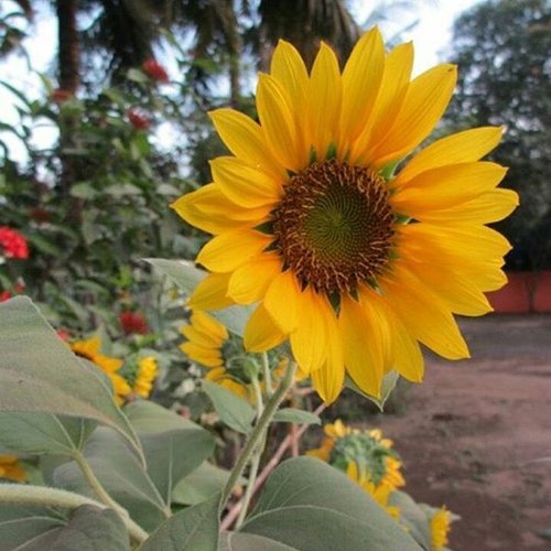 #sunflower #sun #flower #beauty #karawang #indonesia #instabeauty #instadaily #clozetteid #clozette