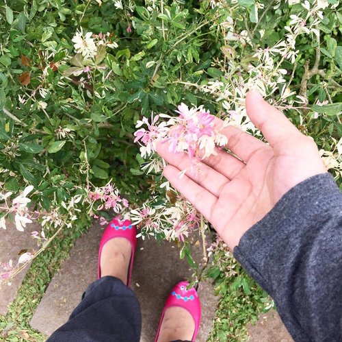 tanan yang aneh karena daunnya ada yang hijau, putih, dan pink 🤔🤔🤔 •

#clozetteid #lifestyle #missbee